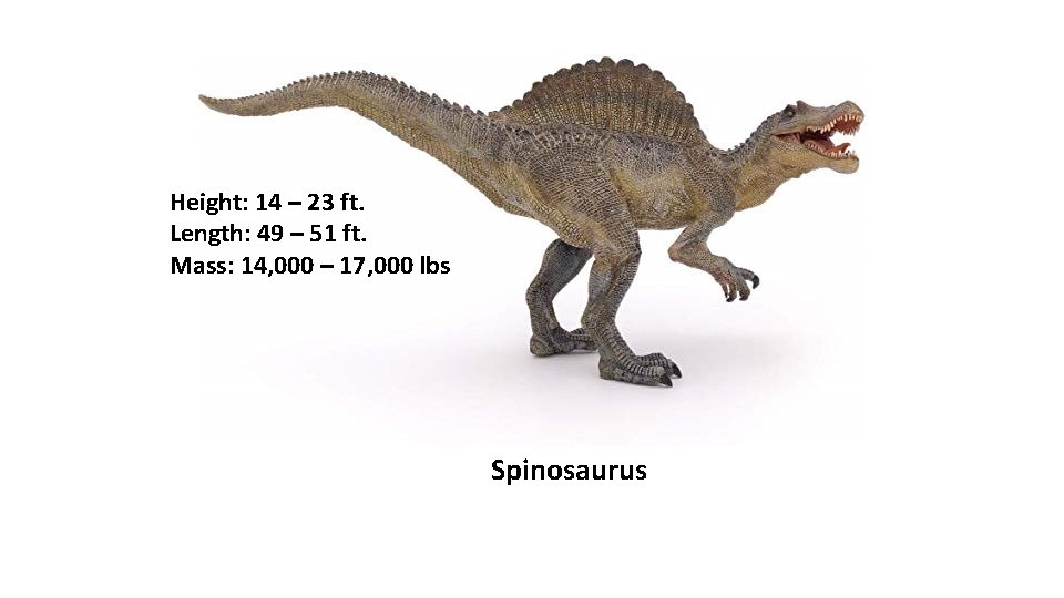 Height: 14 – 23 ft. Length: 49 – 51 ft. Mass: 14, 000 –