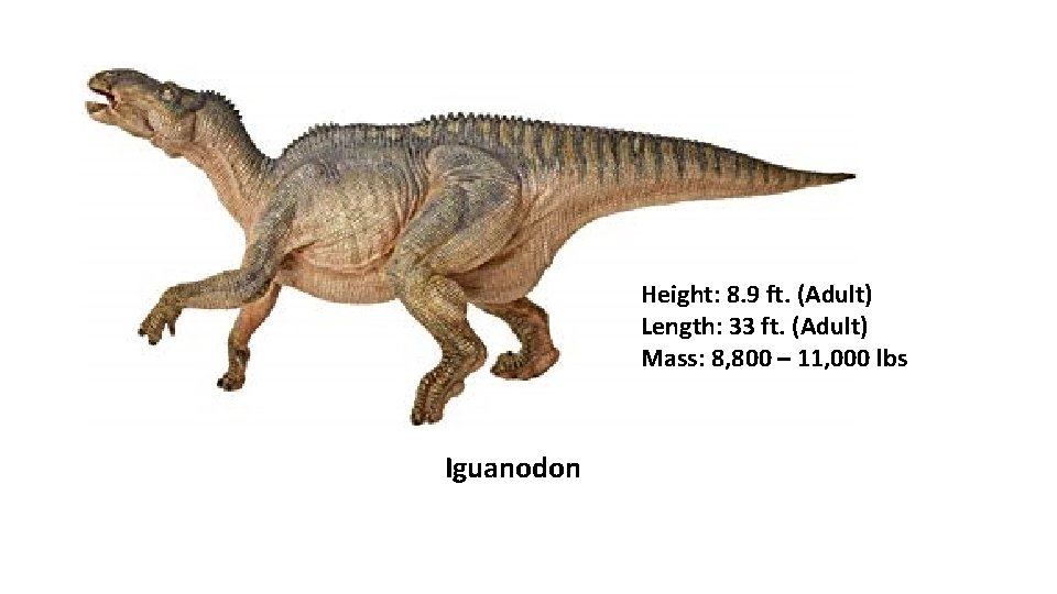 Height: 8. 9 ft. (Adult) Length: 33 ft. (Adult) Mass: 8, 800 – 11,