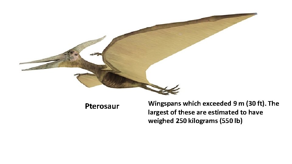 Pterosaur Wingspans which exceeded 9 m (30 ft). The largest of these are estimated