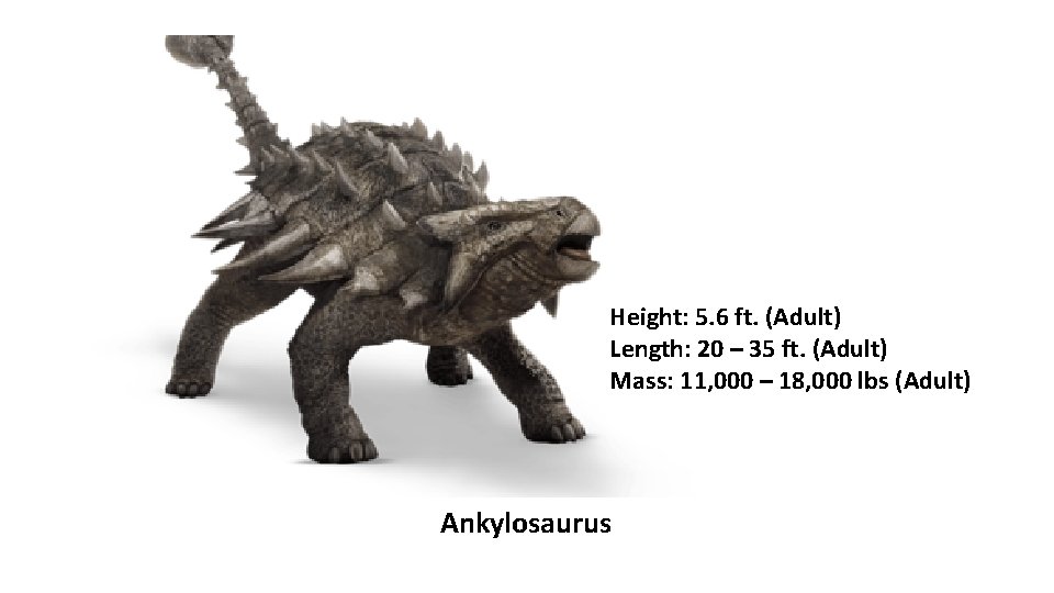 Height: 5. 6 ft. (Adult) Length: 20 – 35 ft. (Adult) Mass: 11, 000