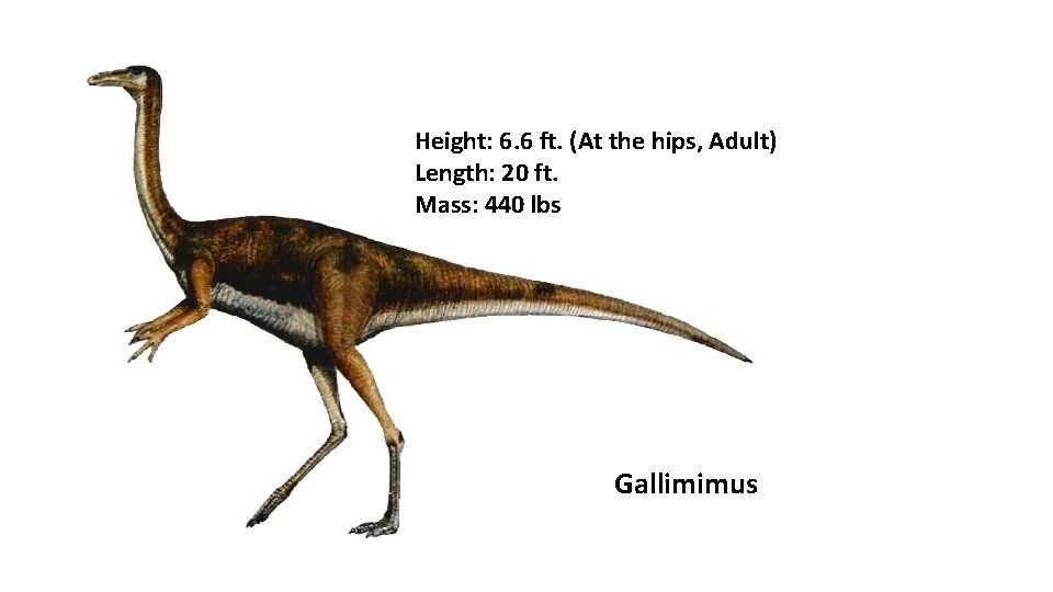 Height: 6. 6 ft. (At the hips, Adult) Length: 20 ft. Mass: 440 lbs