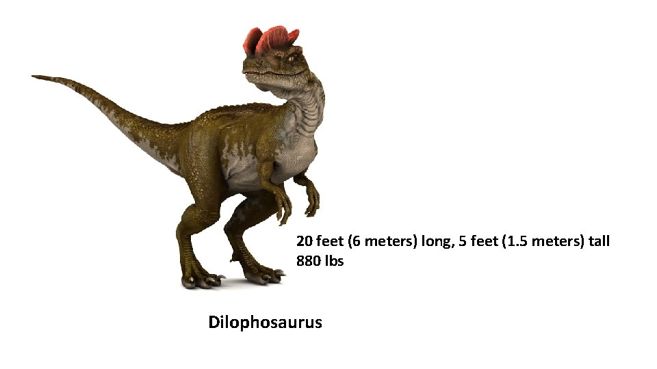 20 feet (6 meters) long, 5 feet (1. 5 meters) tall 880 lbs Dilophosaurus
