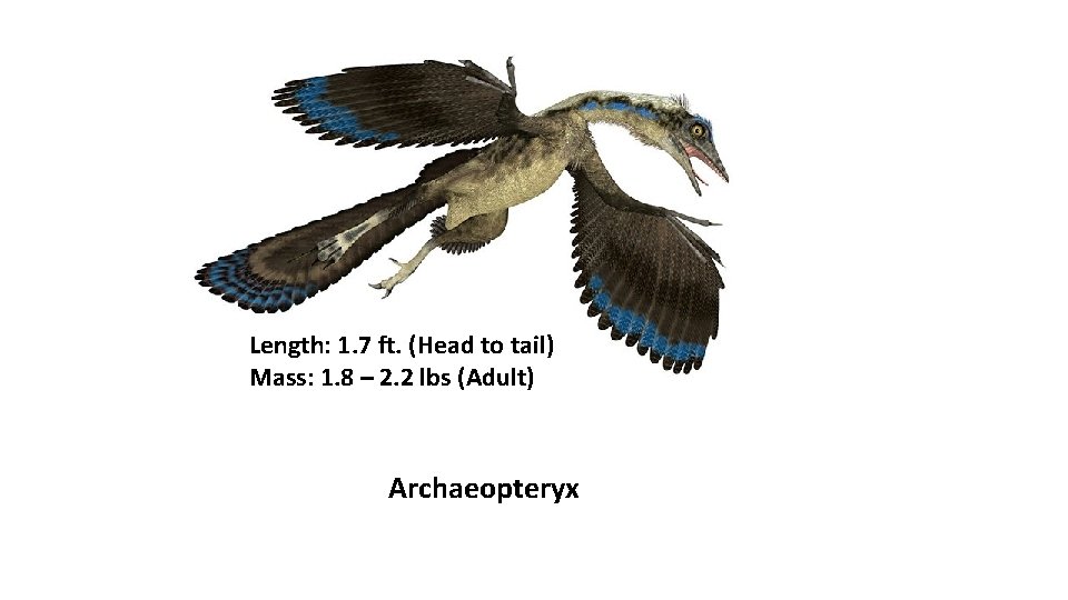 Length: 1. 7 ft. (Head to tail) Mass: 1. 8 – 2. 2 lbs