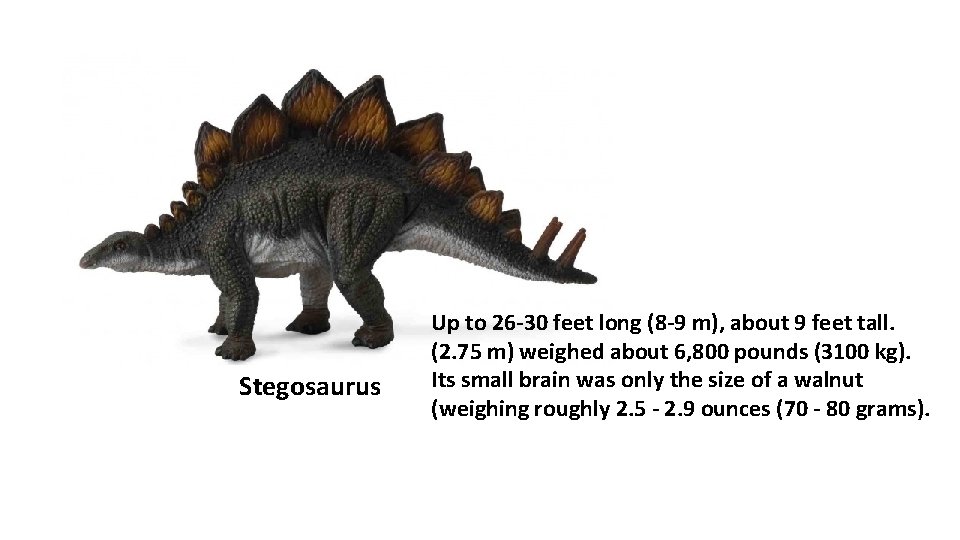 Stegosaurus Up to 26 -30 feet long (8 -9 m), about 9 feet tall.