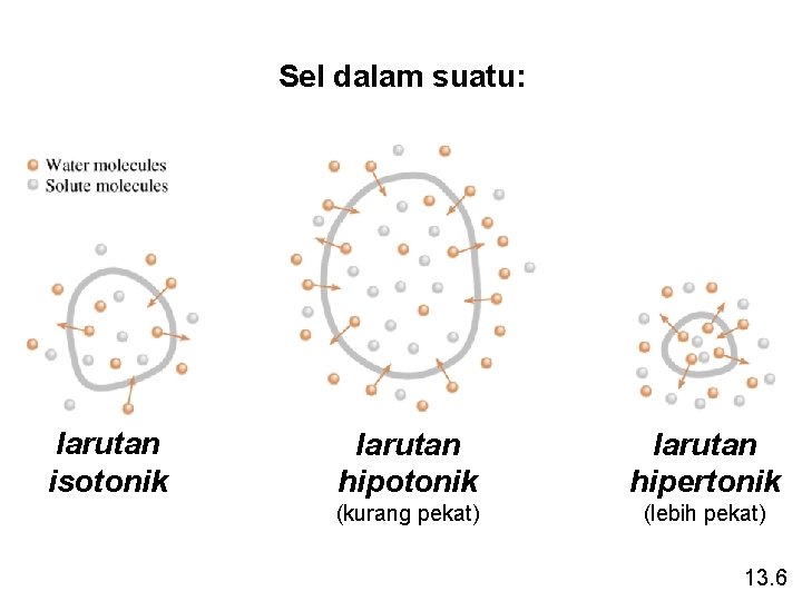 Sel dalam suatu: larutan isotonik larutan hipertonik (kurang pekat) (lebih pekat) 13. 6 