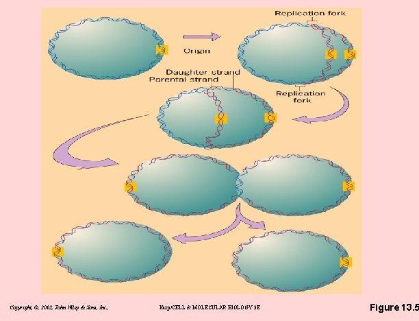 Copyright, ©, 2002, John Wiley & Sons, Inc. , Karp/CELL & MOLECULAR BIOLOGY 3