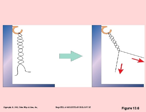 Copyright, ©, 2002, John Wiley & Sons, Inc. , Karp/CELL & MOLECULAR BIOLOGY 3