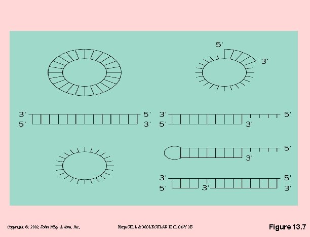 Copyright, ©, 2002, John Wiley & Sons, Inc. , Karp/CELL & MOLECULAR BIOLOGY 3