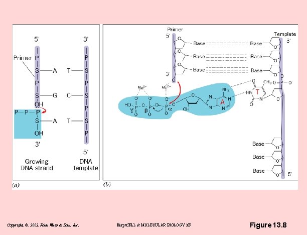 Copyright, ©, 2002, John Wiley & Sons, Inc. , Karp/CELL & MOLECULAR BIOLOGY 3