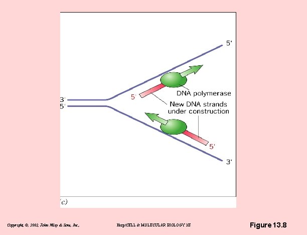Copyright, ©, 2002, John Wiley & Sons, Inc. , Karp/CELL & MOLECULAR BIOLOGY 3