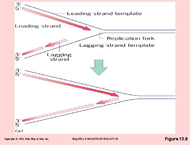 Copyright, ©, 2002, John Wiley & Sons, Inc. , Karp/CELL & MOLECULAR BIOLOGY 3