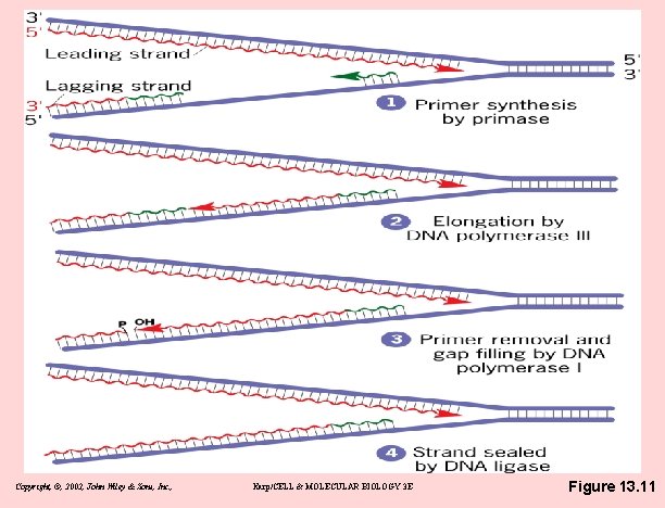 Copyright, ©, 2002, John Wiley & Sons, Inc. , Karp/CELL & MOLECULAR BIOLOGY 3
