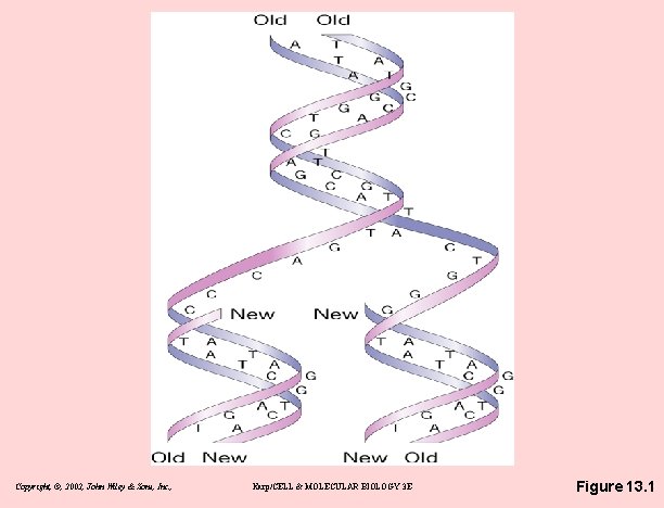 Copyright, ©, 2002, John Wiley & Sons, Inc. , Karp/CELL & MOLECULAR BIOLOGY 3