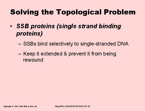 Solving the Topological Problem • SSB proteins (single strand binding proteins) – SSBs bind