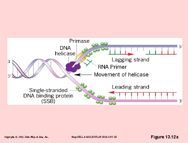 Copyright, ©, 2002, John Wiley & Sons, Inc. , Karp/CELL & MOLECULAR BIOLOGY 3