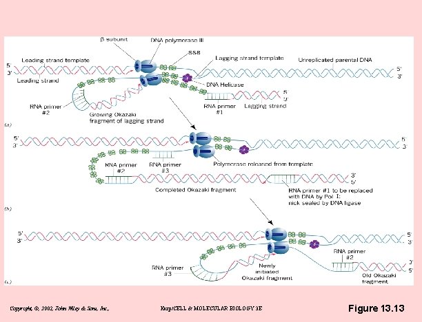 Copyright, ©, 2002, John Wiley & Sons, Inc. , Karp/CELL & MOLECULAR BIOLOGY 3