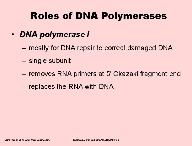 Roles of DNA Polymerases • DNA polymerase I – mostly for DNA repair to
