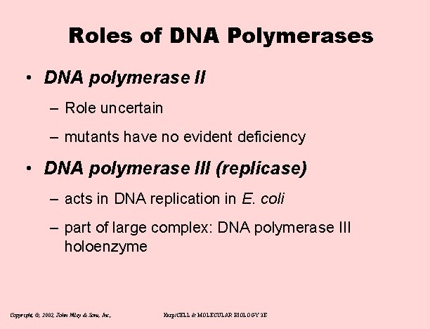 Roles of DNA Polymerases • DNA polymerase II – Role uncertain – mutants have