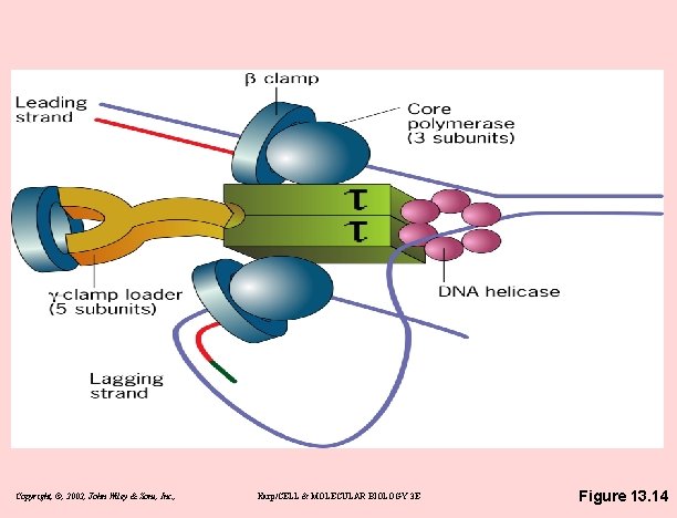 Copyright, ©, 2002, John Wiley & Sons, Inc. , Karp/CELL & MOLECULAR BIOLOGY 3