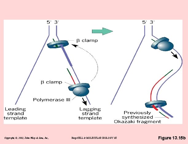 Copyright, ©, 2002, John Wiley & Sons, Inc. , Karp/CELL & MOLECULAR BIOLOGY 3