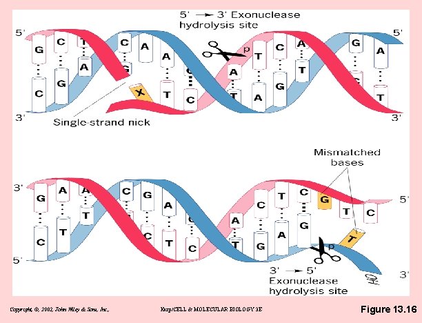 Copyright, ©, 2002, John Wiley & Sons, Inc. , Karp/CELL & MOLECULAR BIOLOGY 3