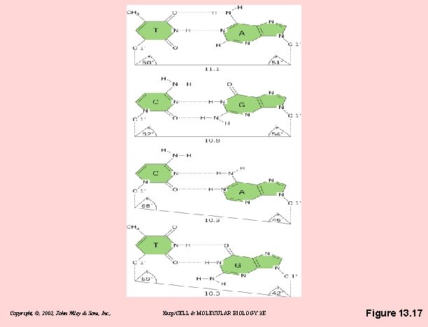 Copyright, ©, 2002, John Wiley & Sons, Inc. , Karp/CELL & MOLECULAR BIOLOGY 3
