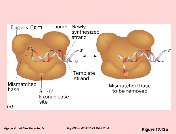 Copyright, ©, 2002, John Wiley & Sons, Inc. , Karp/CELL & MOLECULAR BIOLOGY 3