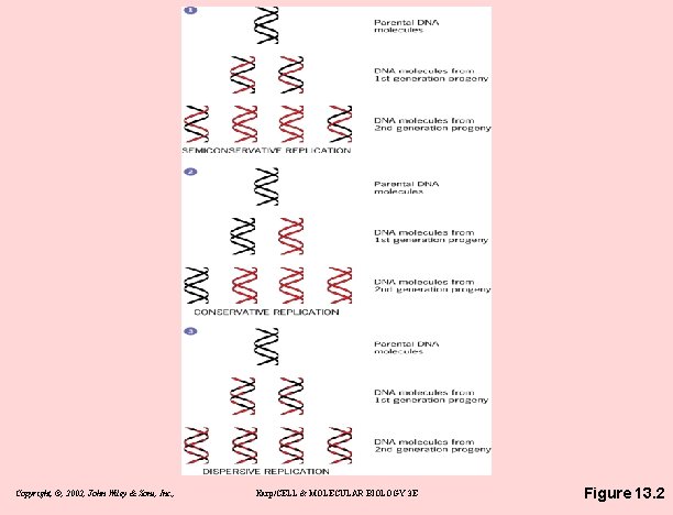Copyright, ©, 2002, John Wiley & Sons, Inc. , Karp/CELL & MOLECULAR BIOLOGY 3