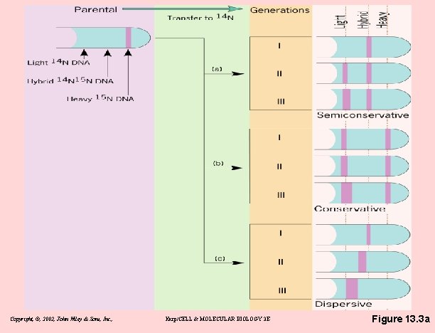 Copyright, ©, 2002, John Wiley & Sons, Inc. , Karp/CELL & MOLECULAR BIOLOGY 3