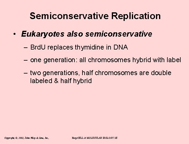 Semiconservative Replication • Eukaryotes also semiconservative – Brd. U replaces thymidine in DNA –