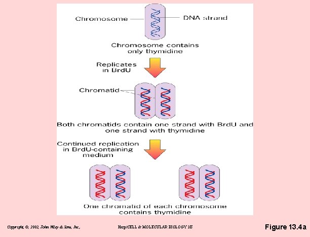 Copyright, ©, 2002, John Wiley & Sons, Inc. , Karp/CELL & MOLECULAR BIOLOGY 3
