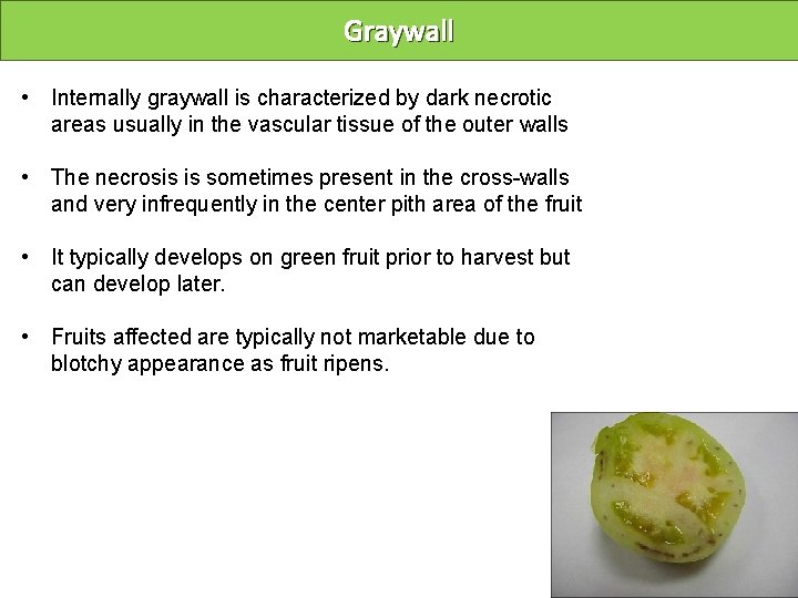 Graywall • Internally graywall is characterized by dark necrotic areas usually in the vascular