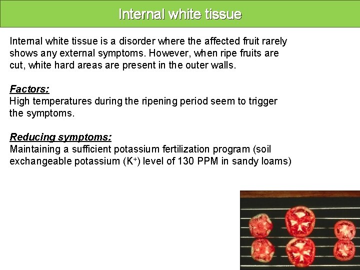 Internal white tissue is a disorder where the affected fruit rarely shows any external