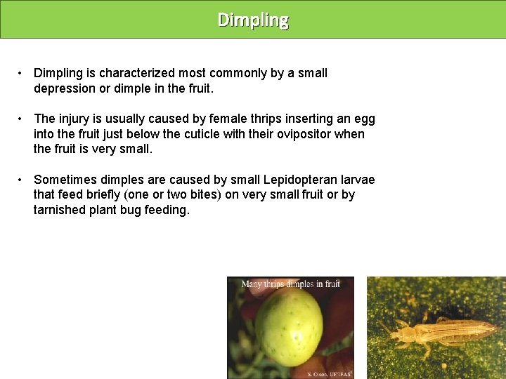 Dimpling • Dimpling is characterized most commonly by a small depression or dimple in