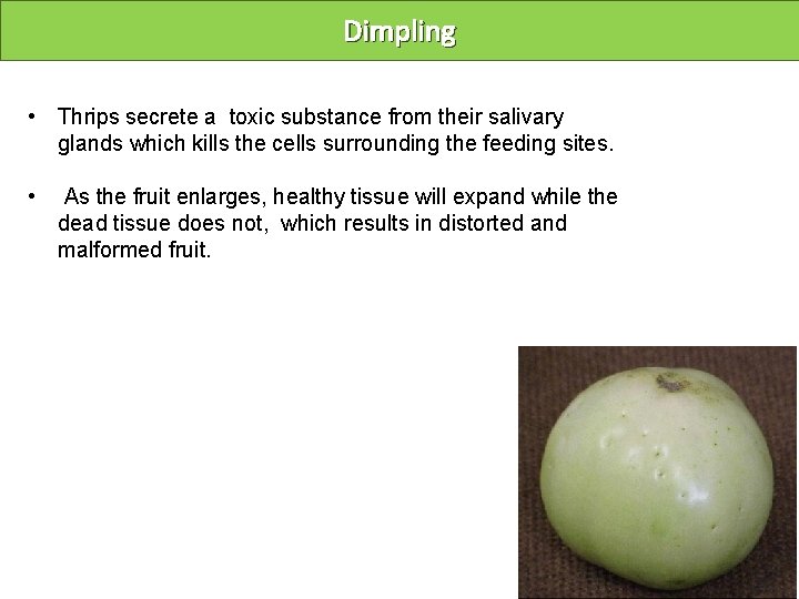 Dimpling • Thrips secrete a toxic substance from their salivary glands which kills the