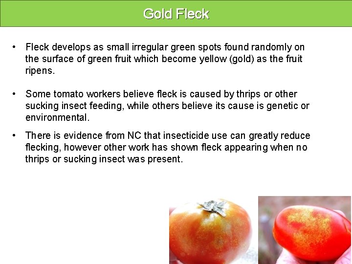 Gold Fleck • Fleck develops as small irregular green spots found randomly on the
