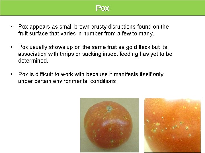 Pox • Pox appears as small brown crusty disruptions found on the fruit surface