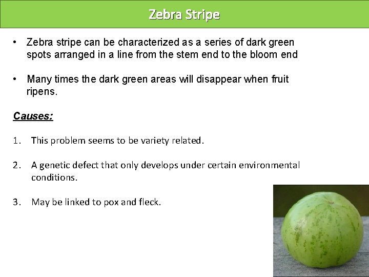 Zebra Stripe • Zebra stripe can be characterized as a series of dark green