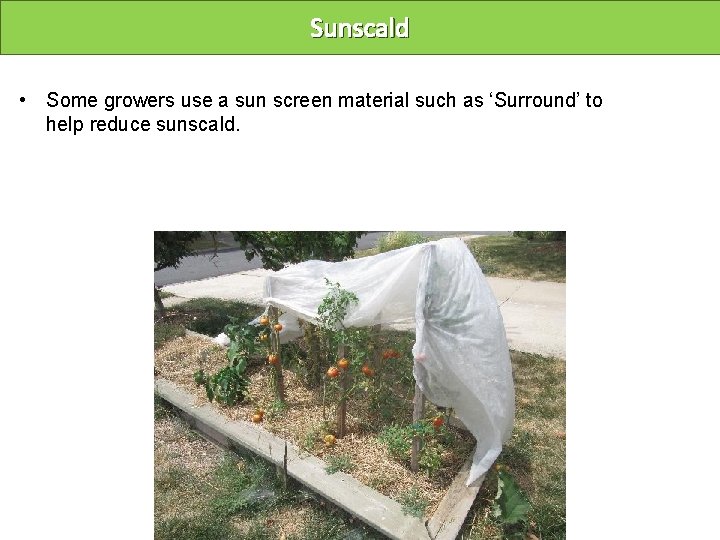 Sunscald • Some growers use a sun screen material such as ‘Surround’ to help