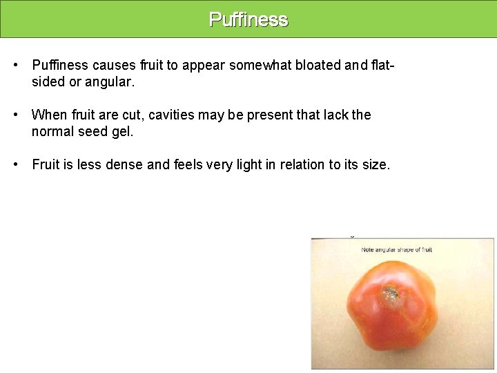 Puffiness • Puffiness causes fruit to appear somewhat bloated and flatsided or angular. •