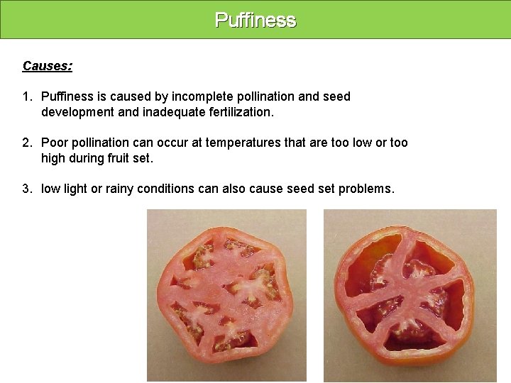 Puffiness Causes: 1. Puffiness is caused by incomplete pollination and seed development and inadequate