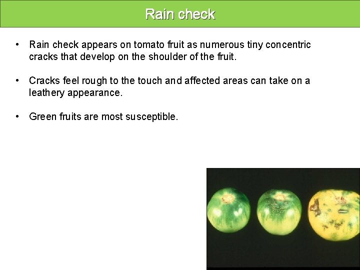 Rain check • Rain check appears on tomato fruit as numerous tiny concentric cracks