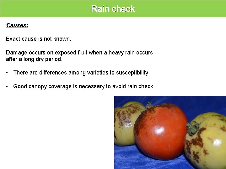 Rain check Causes: Exact cause is not known. Damage occurs on exposed fruit when