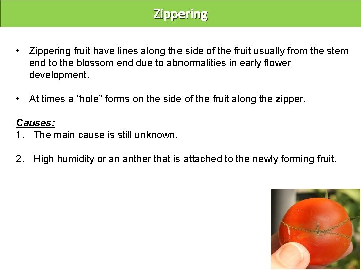 Zippering • Zippering fruit have lines along the side of the fruit usually from