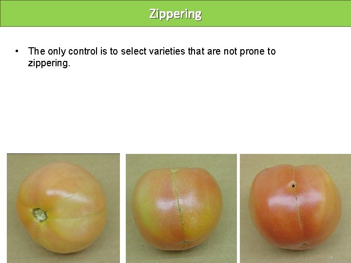 Zippering • The only control is to select varieties that are not prone to