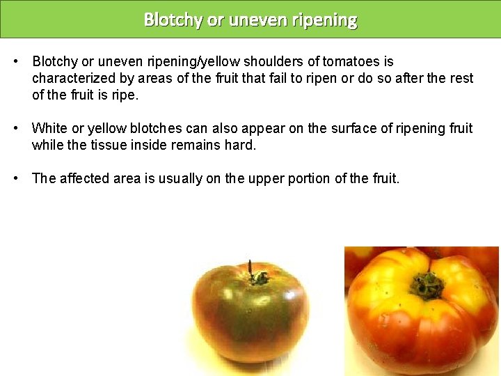 Blotchy or uneven ripening • Blotchy or uneven ripening/yellow shoulders of tomatoes is characterized