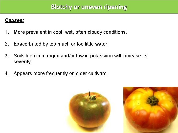 Blotchy or uneven ripening Causes: 1. More prevalent in cool, wet, often cloudy conditions.