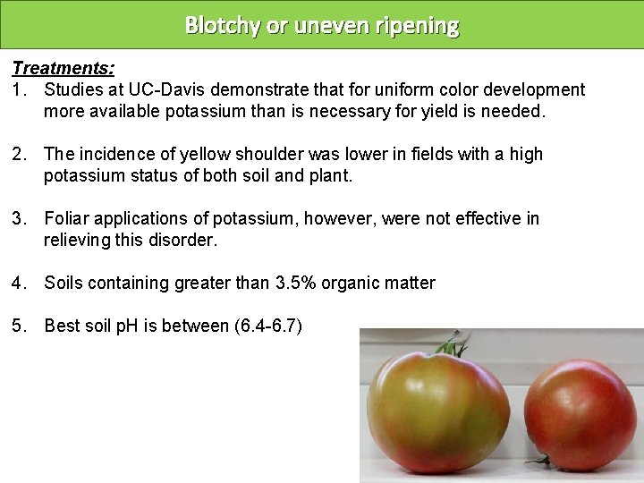 Blotchy or uneven ripening Treatments: 1. Studies at UC-Davis demonstrate that for uniform color