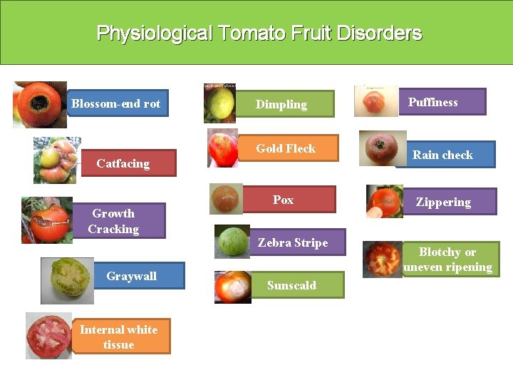 Physiological Tomato Fruit Disorders Blossom-end rot Dimpling Puffiness Gold Fleck Rain check Pox Zippering