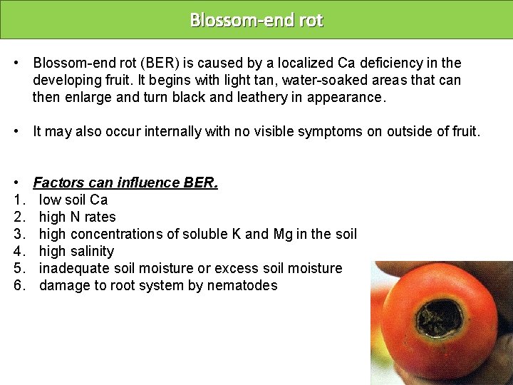 Blossom-end rot • Blossom-end rot (BER) is caused by a localized Ca deficiency in
